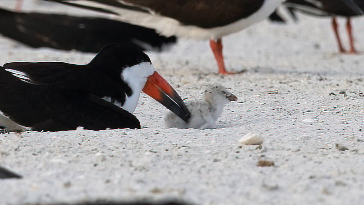 Spending Time with a Black Skimmer Colony