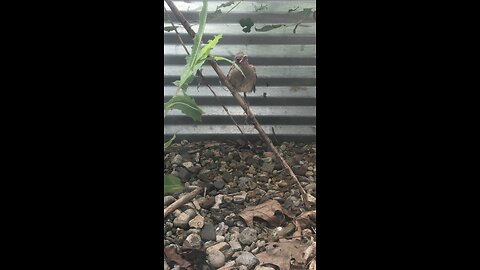 Cardinal stuck in the basement window