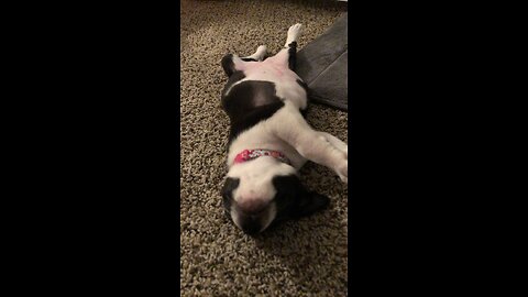 Passed Out Puppy (volume warning)