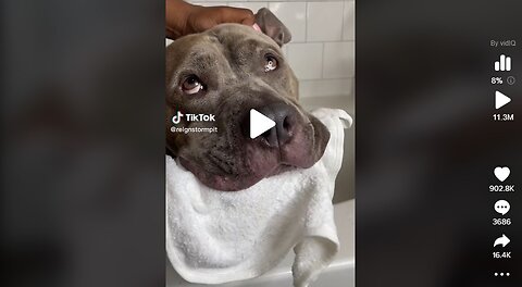 Pitbull Enjoys Relaxing Bedtime Routine