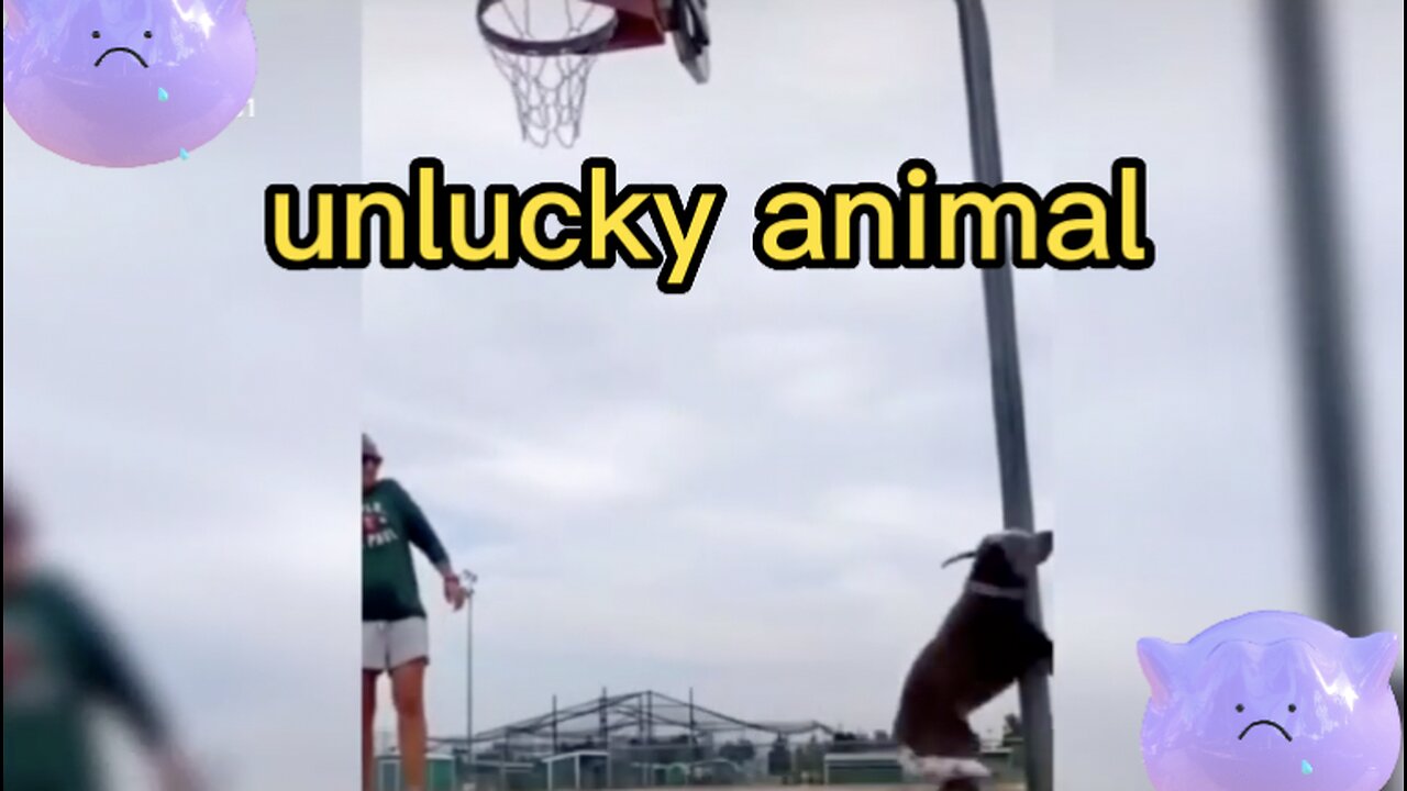 unlucky animal