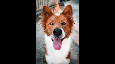 Dog - Border Collie