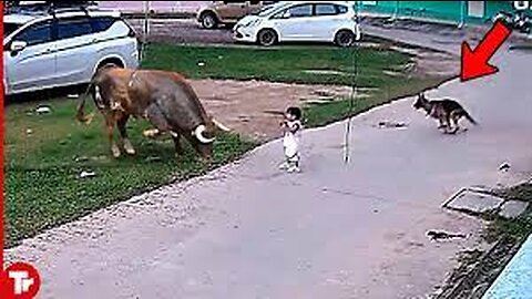 This Dog Risked His Life to save His Girl..Real Hero !
