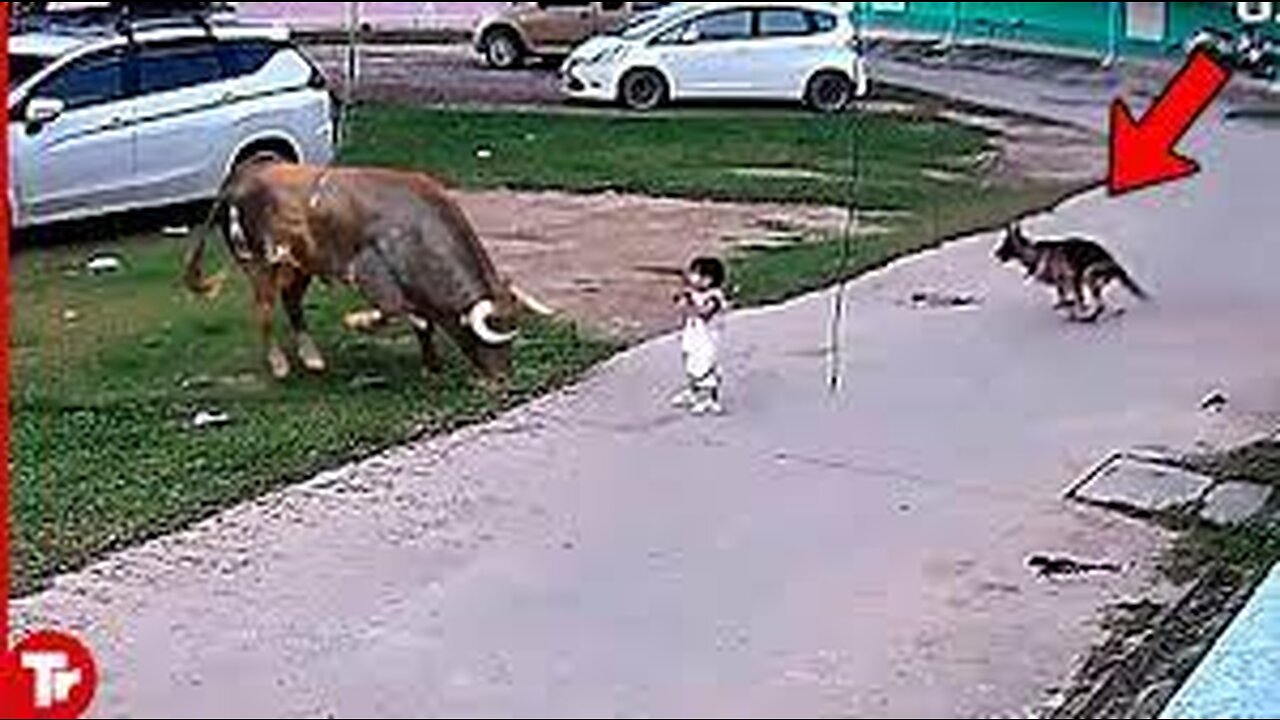 This Dog Risked His Life to save His Girl..Real Hero !