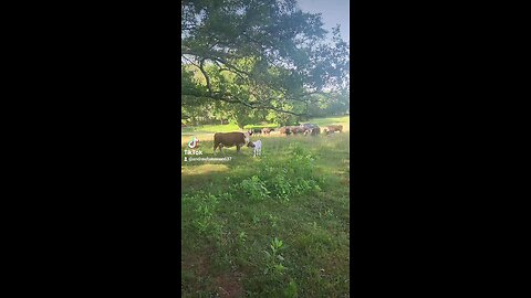 Happy cows and calves.