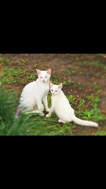 "Corgi Love: A Mother's Embrace
