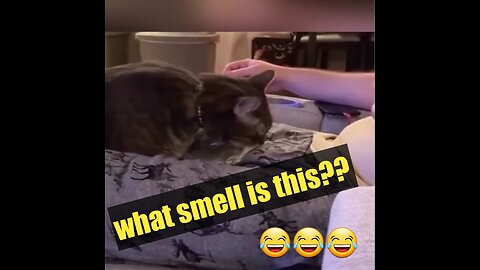 Random funny cats 😂😂😂