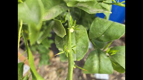 DESERT GARDENING IN DECEMBER, Dec. 1, 2024