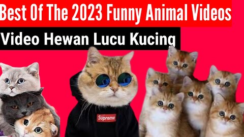 The best funny cat 2023