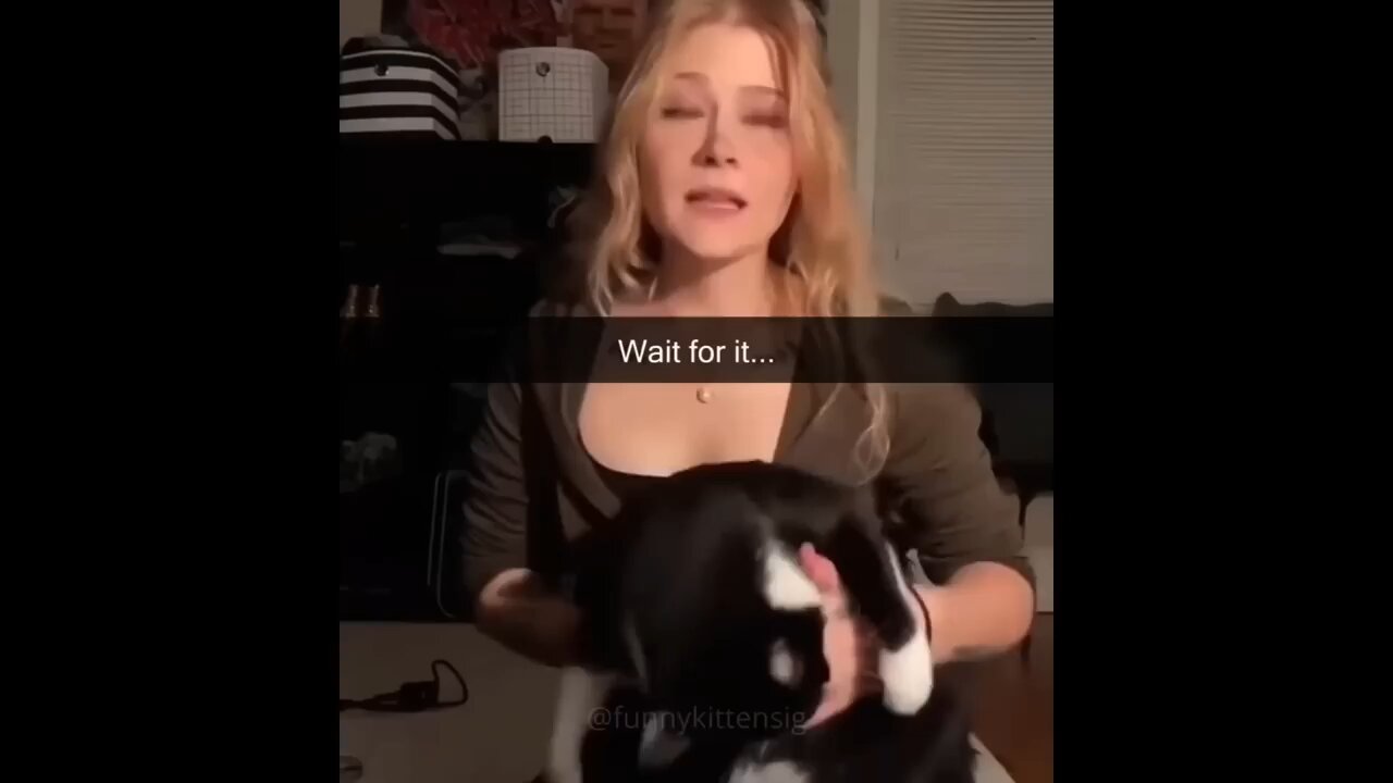 Try Not To Laugh Dogs And Cats 😁 - Best Funniest Animal Videos Of The Month