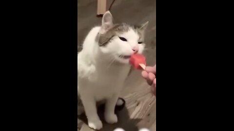 Funny animal videos