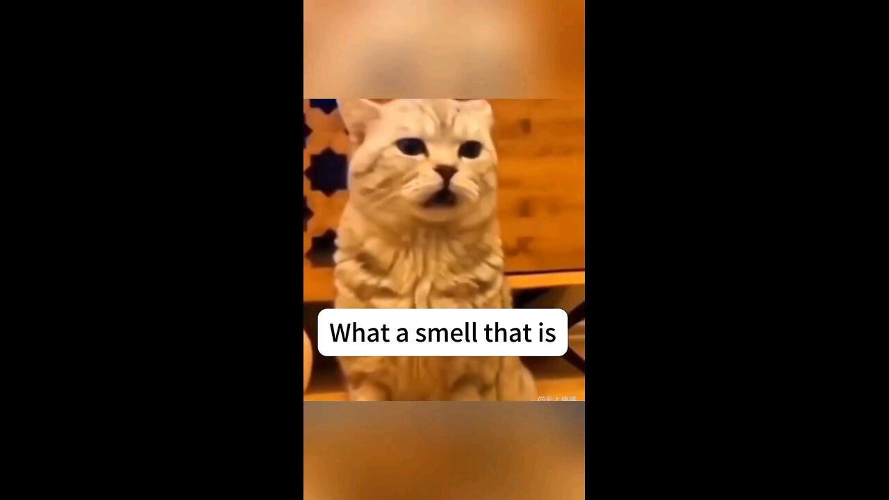 Kitty Sniff Frenzy | Cats' Crazy Reactions to Smells! 🐈 😻 🐈‍⬛ 😺 🐱 😸 🤣😂😝🙀