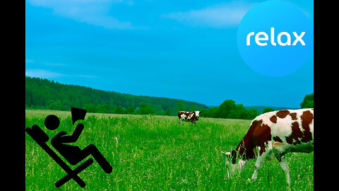 #1. Cute Cows to Relaxing Music 2023