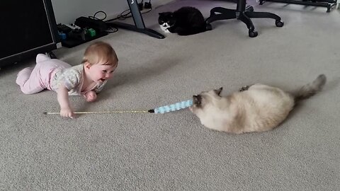 You Won't Believe the Adorable Interactions between Babies and Cats in This Video