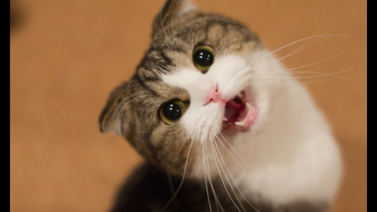 The Most Shocking Cat Videos You've Never Seen!