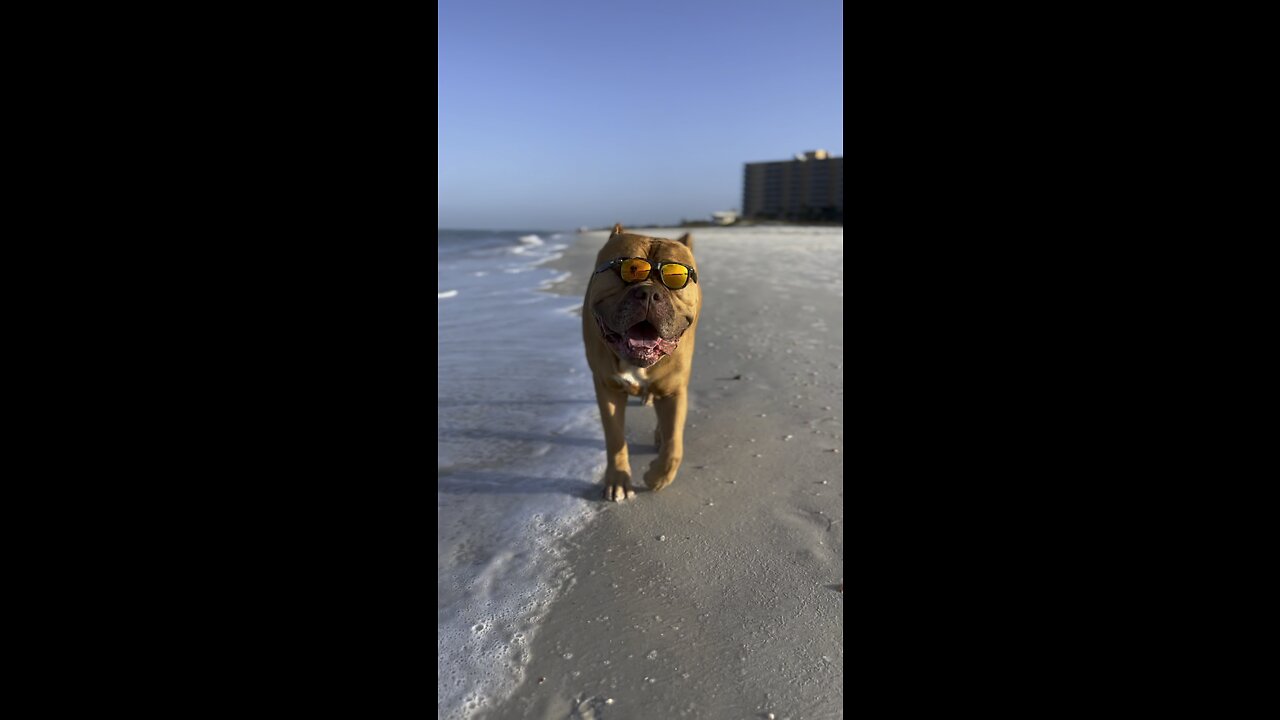 COOLEST Pit Bull ever is ready for “spring break” 🦁☀️🕶️