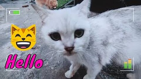 How Cute Pet Cat And Dog React When Seeing Stranger | Viral Cat