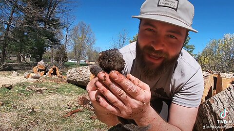 Tree Work Madness! Too Many Baby Animals!