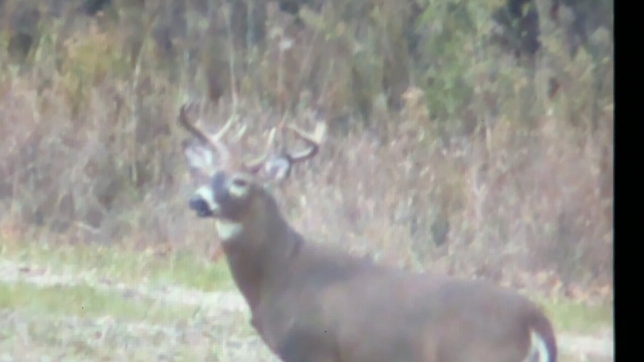 BEAUTIFUL 10 point lives to see another day.