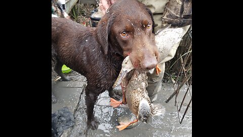 Ducks & Geese Falling From Sky/Dog Retrieves (Pt 2)First Duck Limit/Sandhill Crane