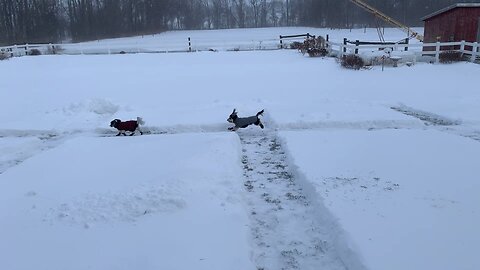 Dogs Loving Their New Boots