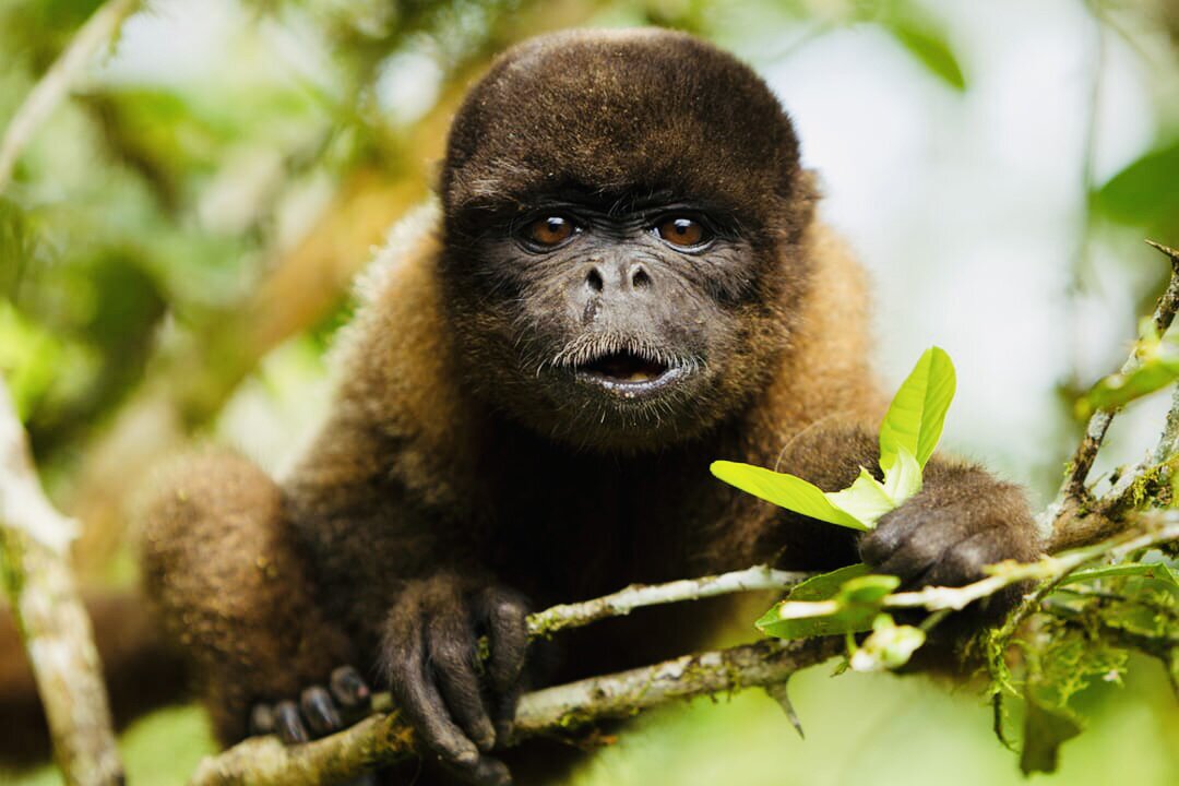 5 Fun Facts About The Brown Woolly Monkey