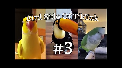 Bird Side Of TikTok #3