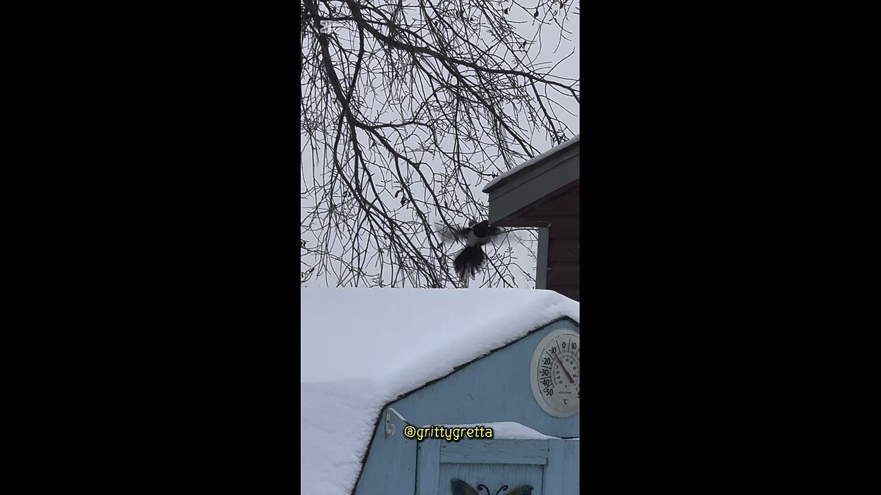 What is the magpie doing?