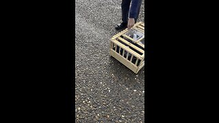 Pigeon Release