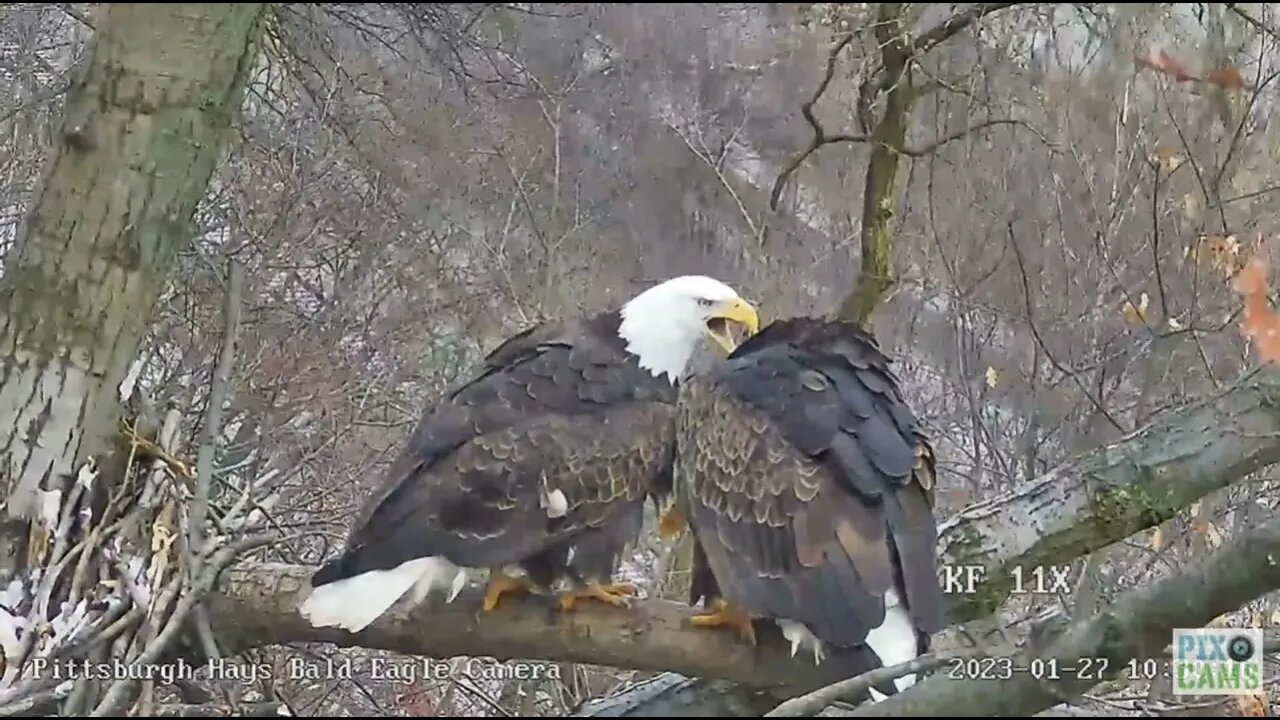 Hays Eagles Mom and Dad closeup of Mating on Nest Branch 2023 01 27 1030AM