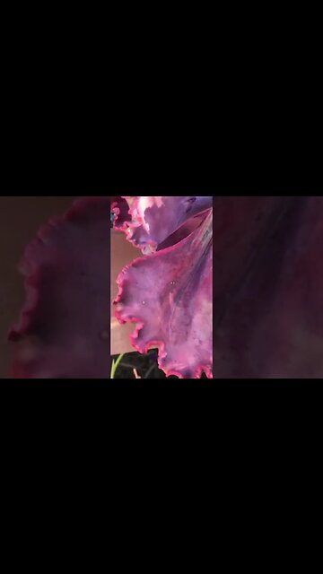 How succulents can change color while healthy and happy at the same time.