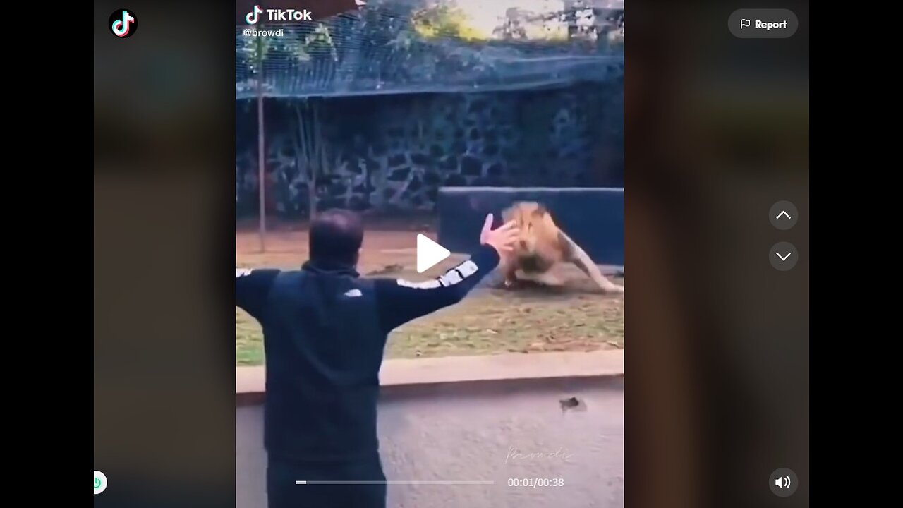 Crazy Wild Animals Showing Off...
