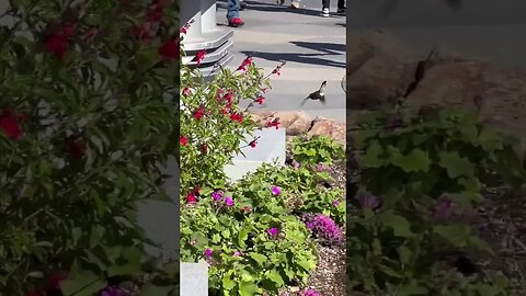 Hummingbirds are AMAZING Creatures! #shorts