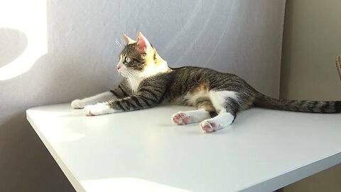 This Little Cat Loves Sitting on the Table