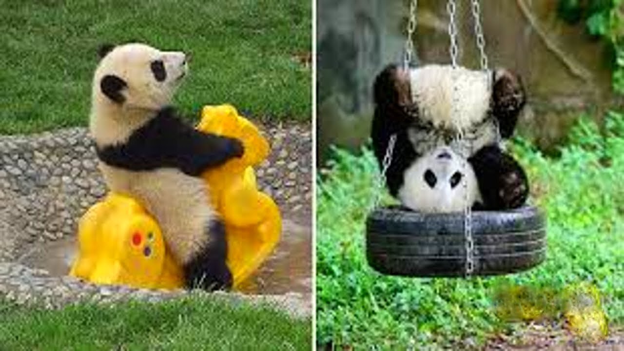 cute and funny panda videos funny animal video the cutest animal