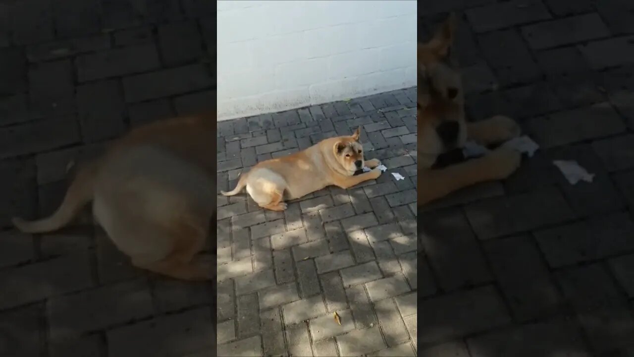 Chows love their treats!