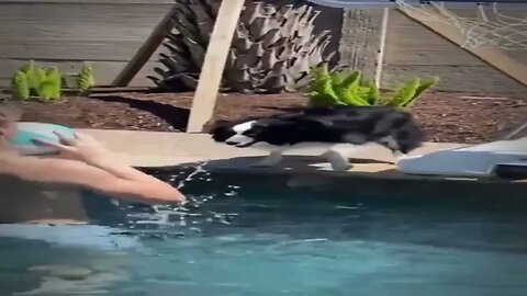 Energetic Aussie Loves To Play Ball With His Owner