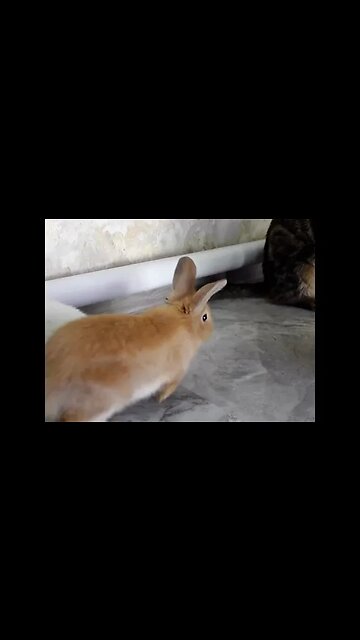Реакция кота на Декоративные кролики