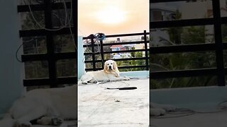 The Sunset Drop #goldenretriever #ytshorts #shorts