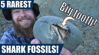 My 5 most rare fossil shark finds (shark week 2022)