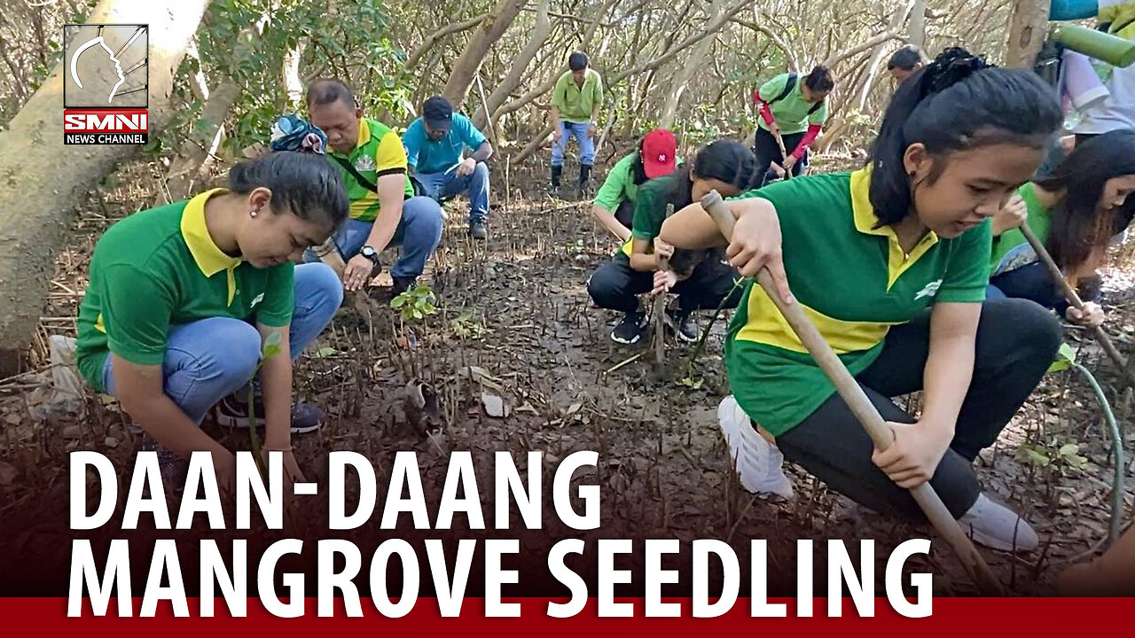 Daan-daang mangrove seedling, itinanim ng Sonshine Philippines Movement volunteers sa Noveleta