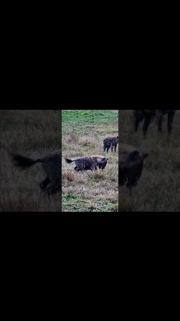 Hyenas Playing #shorts | #ShortsAfrica