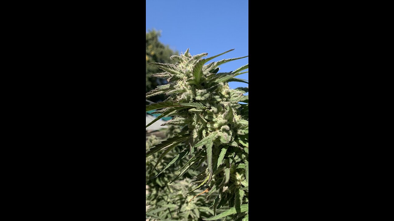 Canna In Cali