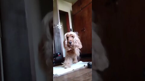 #doglife , #dogshow , #animals , #shorts