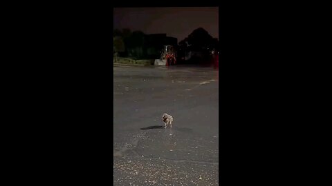 This little guy is one of the victims of the catastrophe that struck Brazil in 2024