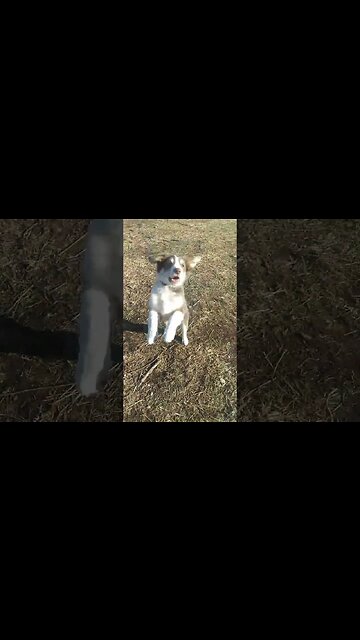 Puppy discipline...we are working on it...