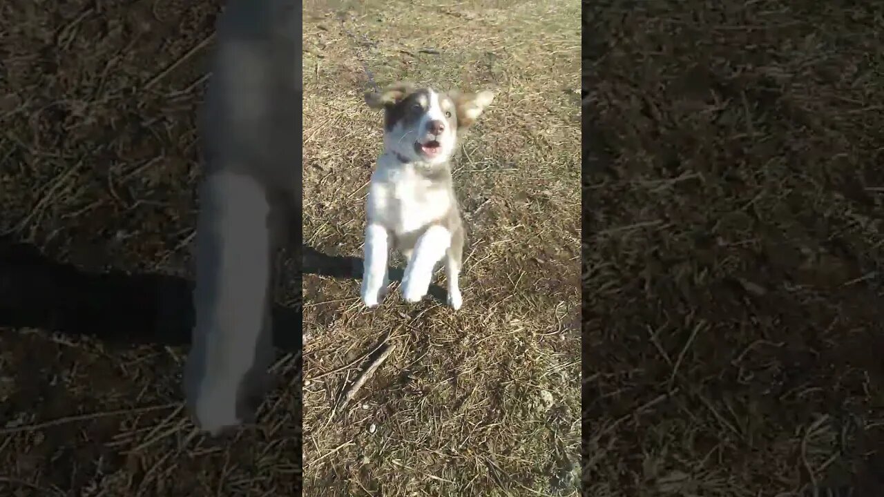 Puppy discipline...we are working on it...