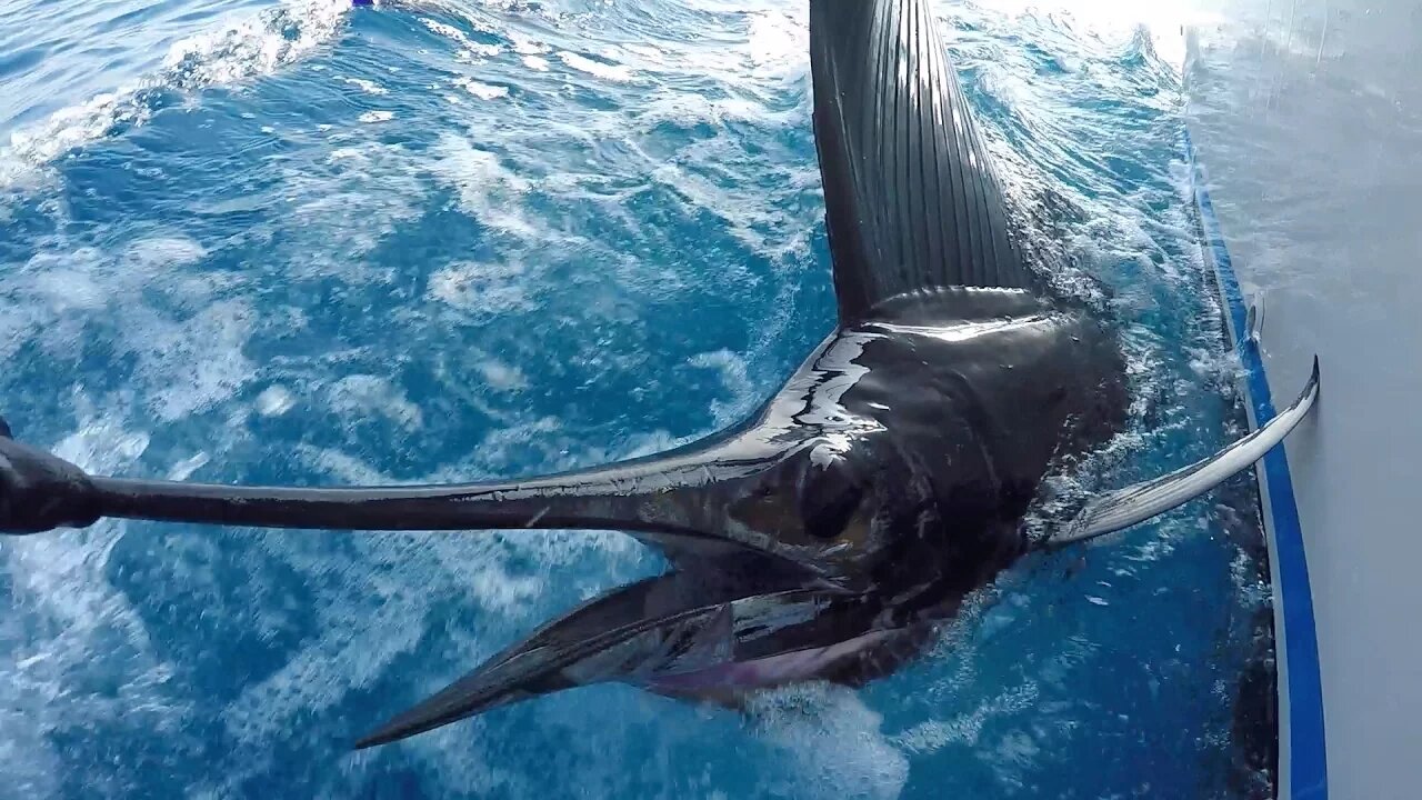 Deluge of Sailfish: Fishing in Guatemala