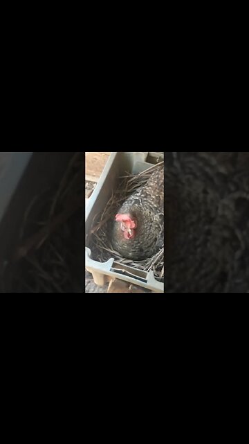 GALINHA E GALINHA na fila do ninho