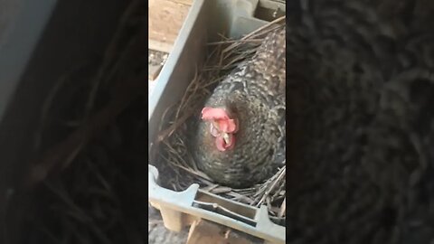 GALINHA E GALINHA na fila do ninho